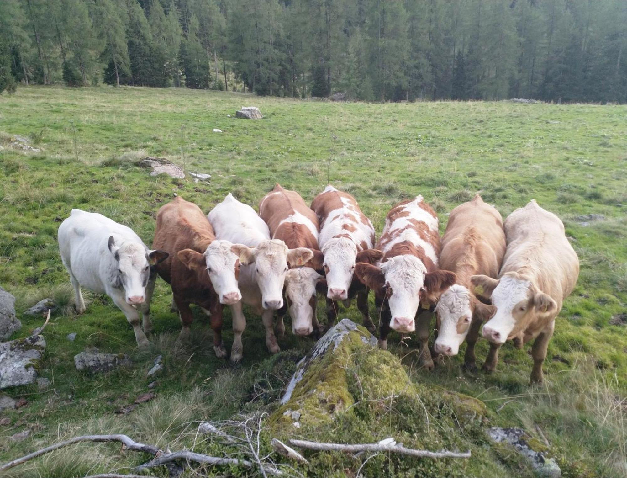 Haufhof-pension Am Bauernhof, Bei Schladming Séjour à la ferme Haus im Ennstal